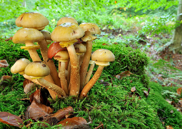 Close-up van een naaktslak op paddenstoelen.